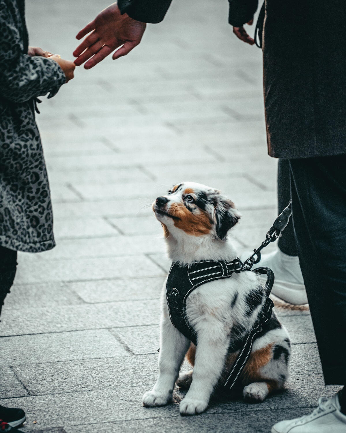 Socijalizacija pasa Zagreb, Velika Gorica, Veliko Polje