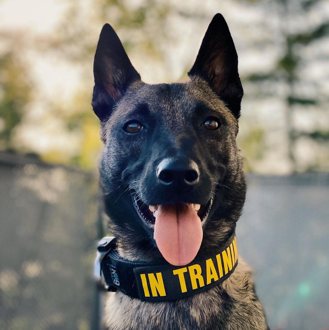 Smještaj i dresura pasa- board and train program Zagreb i Velika Gorica