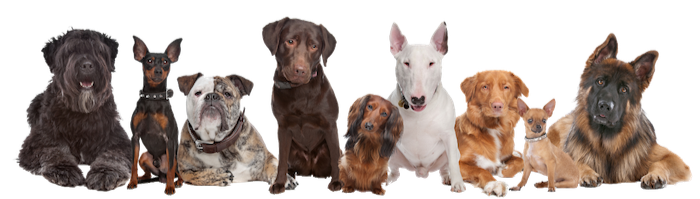 Dresura pasa svih pasmina: šnaucer, pinč, buldog, labrador, jazavčar, bull terijer, australski ovčar, chihuaua, njemački ovčar, maltezer